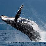 whale vancouver island beste zeit1