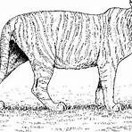 desenhos de tigres2