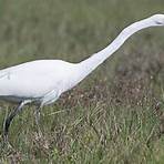 great white heron1