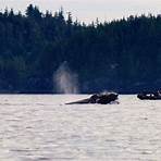 whale vancouver island beste zeit3