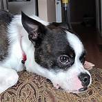 boston terrier rescue quebec region4