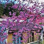 wuling farm cherry blossom1