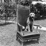 to hub my dog book by warren g. harding wikipedia2