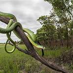 poisonous snakes2