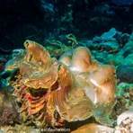 How does a giant clam work?2