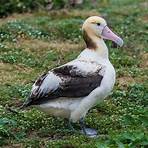 albatross bird1