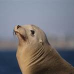 nocturnal sea lion1