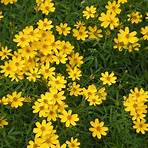 how and when to cut back coreopsis in spring4