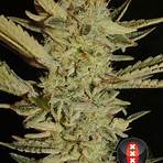 bubblegum cannabis2