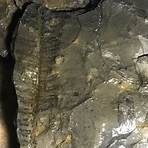 fern fossils in eastern pennsylvania map cities only4