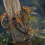 dragonfly nymph2