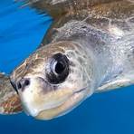 basil duke of suzdal sea turtle4