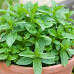 mentha spicata herb for sale near me2
