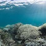 great barrier reef coral bleaching3