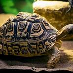 Tortoise1