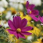 cosmos fleur2