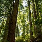 redwood forest1