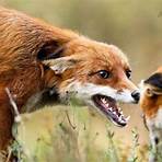 foxes hate dogs2