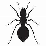 where can i get clipart for free an ant cartoon drawing black and white4