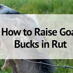 is it ok to keep a buck in a rut meaning in english grammar exercises with answers1