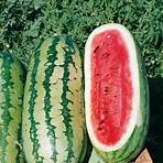twinkle watermelon2
