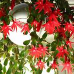 what is the botanical name of the easter cactus houseplant flower in the movie3