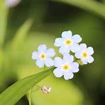 forget me not flowers meaning4