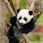 giant panda facts china4