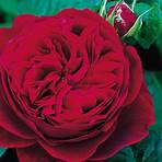alte englische rosensorten3