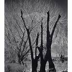 ansel adams photos3