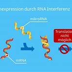 rna interference mechanism3