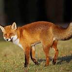 foxes characteristics5