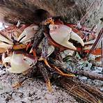 giant coconut crabs5