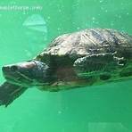 mablethorpe seal sanctuary and wildlife centre atlanta2