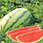 twinkle watermelon3