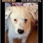 texas great pyrenees rescue2