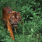 Der Tiger2
