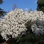 magnolia stellata waterlily5