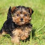 yorkshire terrier for sale3