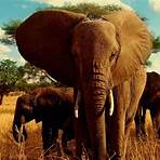 elefante africano1