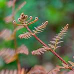 How do you care for fern plants?4