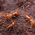 how much does termite treatment cost1