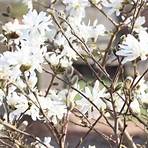 magnolia stellata4