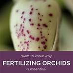 Fertilisation of Orchids2