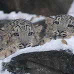leopardo de las nieves alimentacion4
