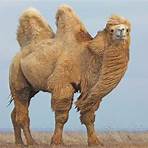 tudo sobre o camelo1
