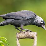 jackdaw facts1