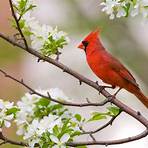 what does a cardinal symbolize in north carolina lottery1