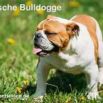 Bulldog2