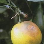 柑橘病蟲害1
